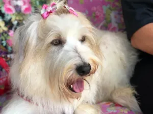 Cachorro raça Srd idade  nome Mell