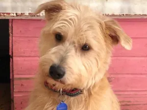 Cachorro raça Srd idade  nome Johnny
