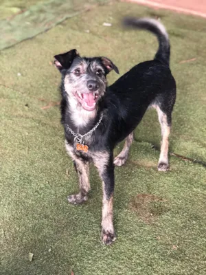 Cachorro raça Srd idade  nome Lennon