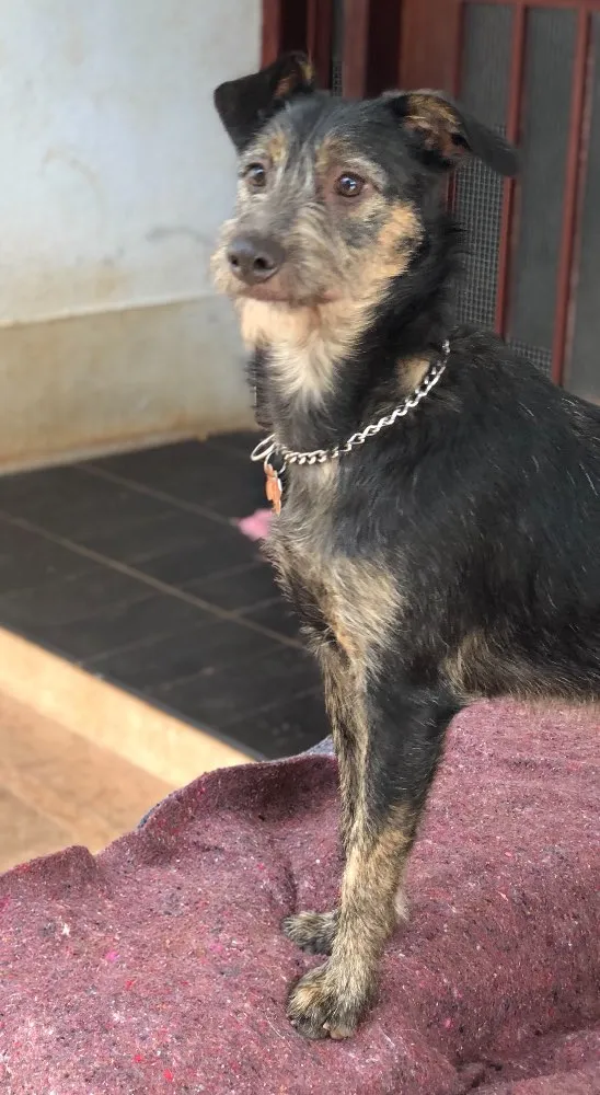 Cachorro ra a Srd idade  nome Lennon
