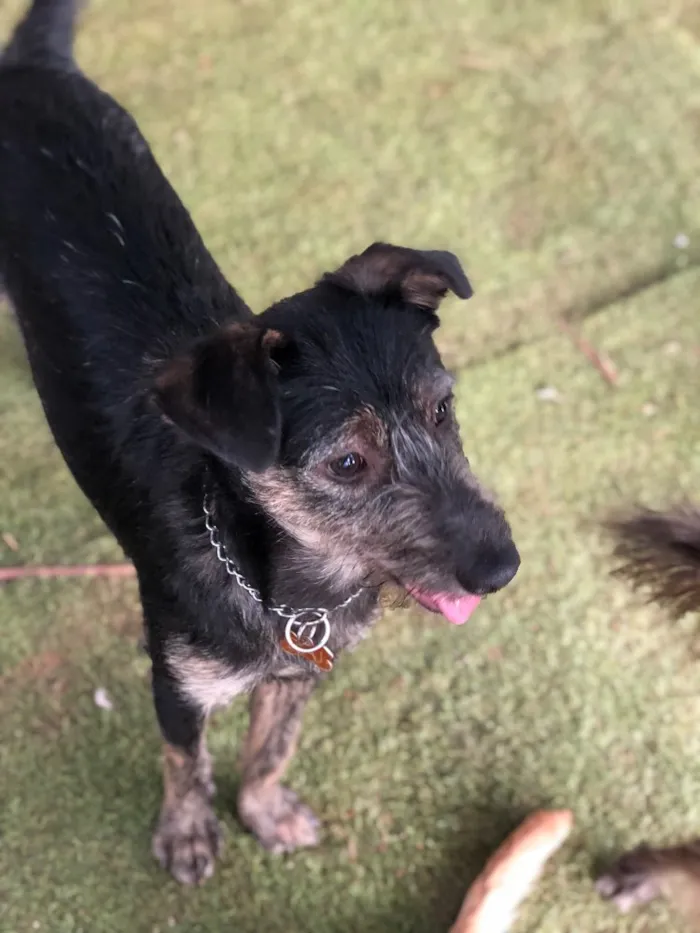Cachorro ra a Srd idade  nome Lennon