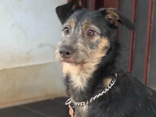 Cachorro ra a Srd idade  nome Lennon