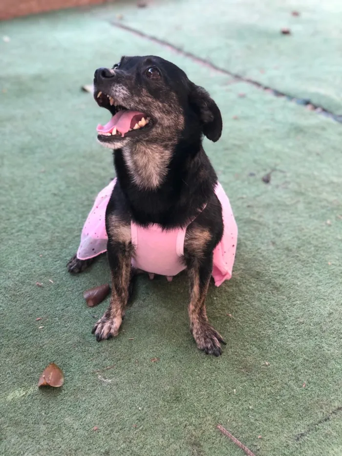 Cachorro ra a Srd idade  nome Lia