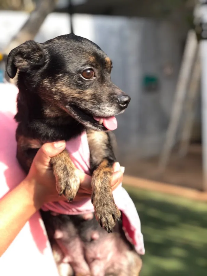 Cachorro ra a Srd idade  nome Lia