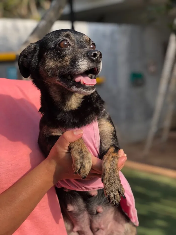 Cachorro ra a Srd idade  nome Lia