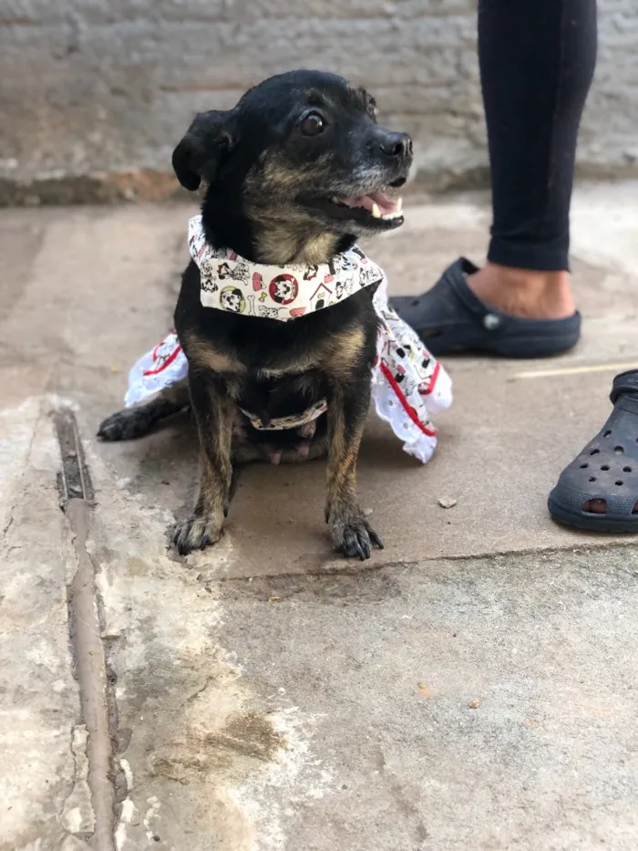 Cachorro ra a Srd idade  nome Lia