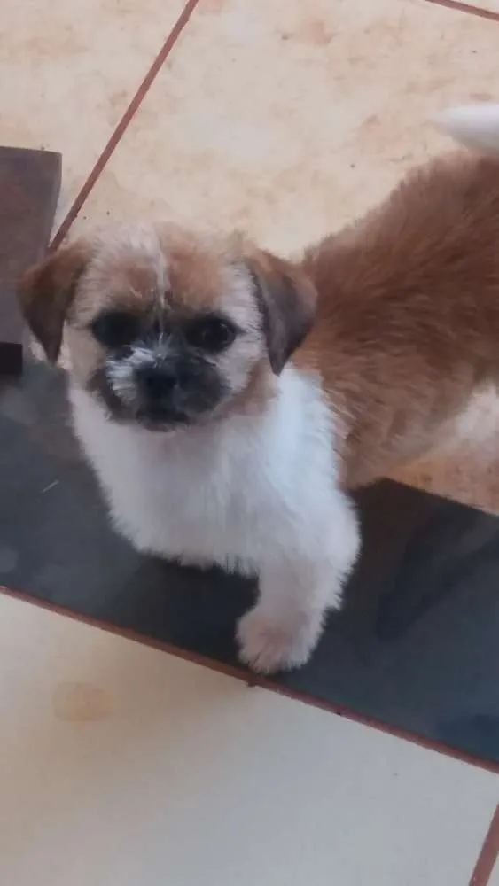 Cachorro ra a Shitzu idade 2 a 6 meses nome Tayla