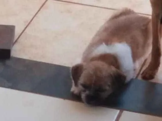 Cachorro ra a Shitzu idade 2 a 6 meses nome Tayla