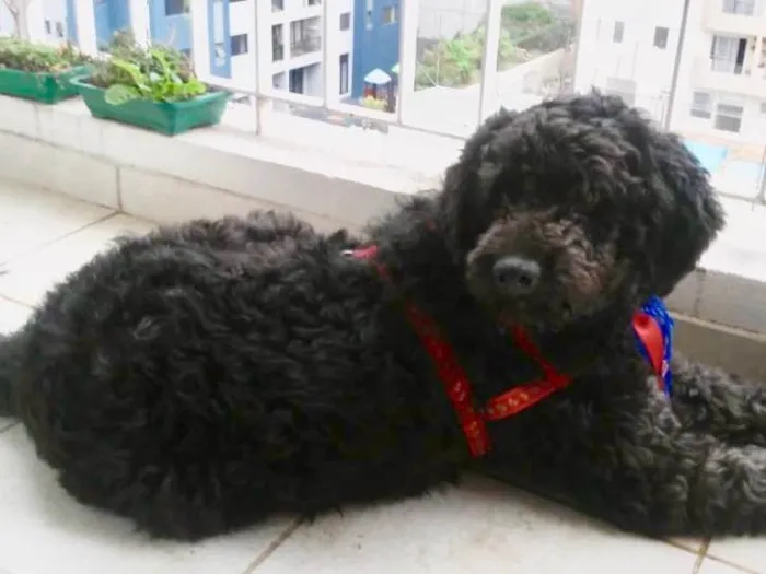 Cachorro ra a Mix Poodle  idade 3 anos nome Bilú