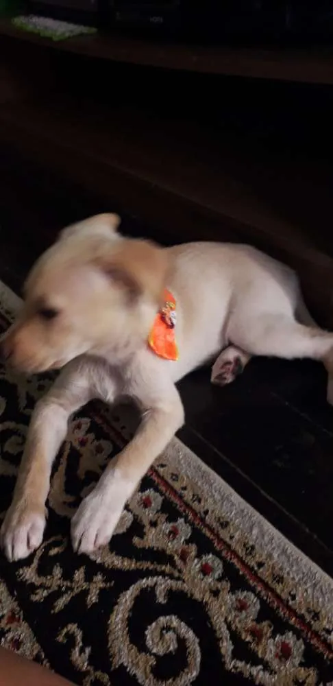 Cachorro ra a Vira lata idade 2 a 6 meses nome Luna