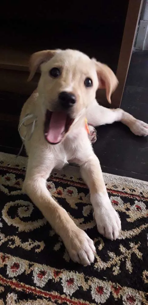 Cachorro ra a Vira lata idade 2 a 6 meses nome Luna