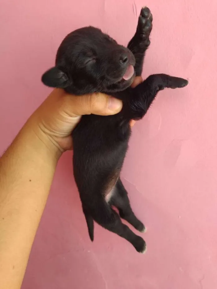 Cachorro ra a Basset com SRD idade Abaixo de 2 meses nome Filhotinhos