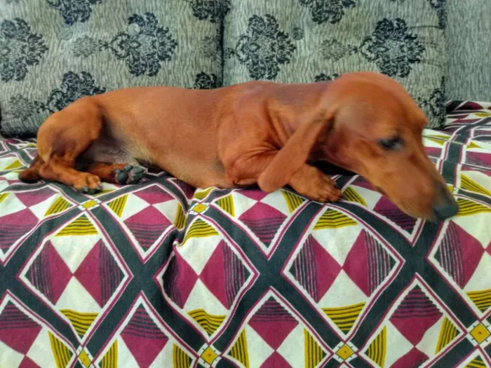 Cachorro ra a Basset com SRD idade Abaixo de 2 meses nome Filhotinhos