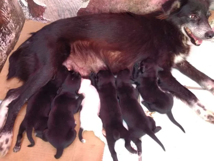 Cachorro ra a Basset com SRD idade Abaixo de 2 meses nome Filhotinhos