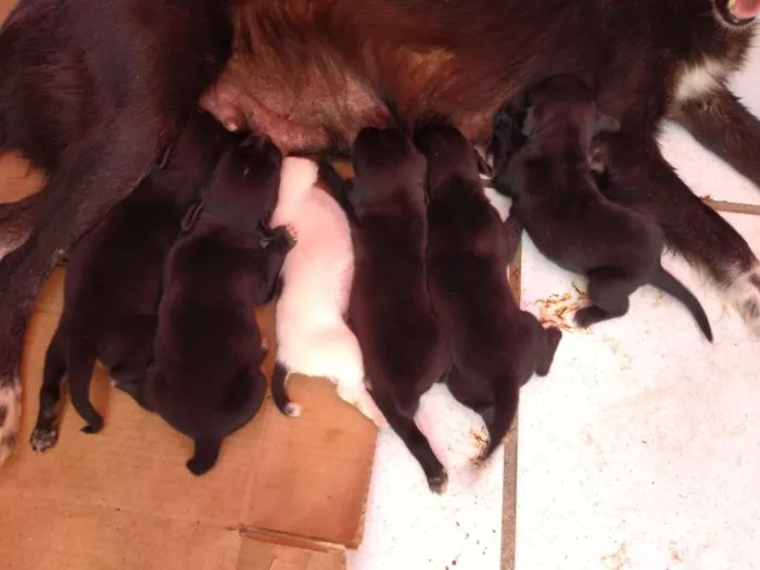 Cachorro ra a Basset com SRD idade Abaixo de 2 meses nome Filhotinhos