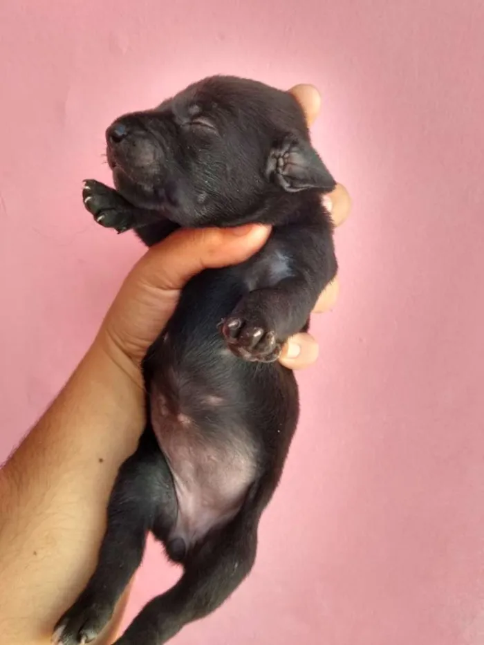 Cachorro ra a Basset com SRD idade Abaixo de 2 meses nome Filhotinhos
