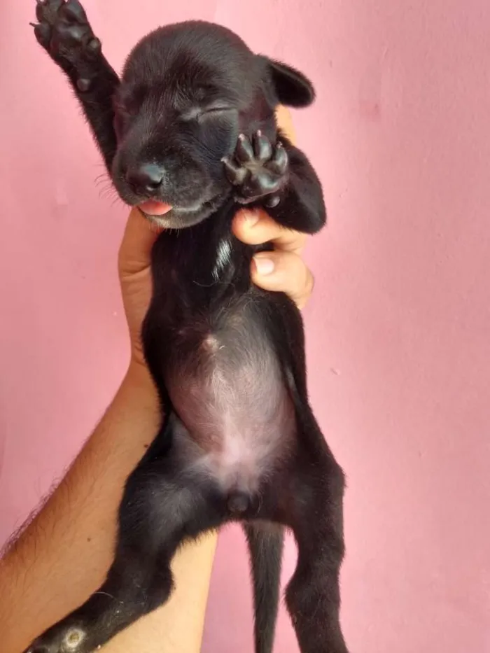 Cachorro ra a Basset com SRD idade Abaixo de 2 meses nome Filhotinhos