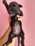 Filhotinhos