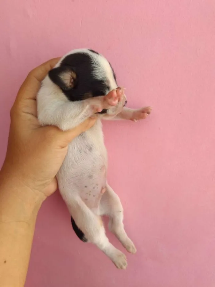 Cachorro ra a Basset com SRD idade Abaixo de 2 meses nome Filhotinhos