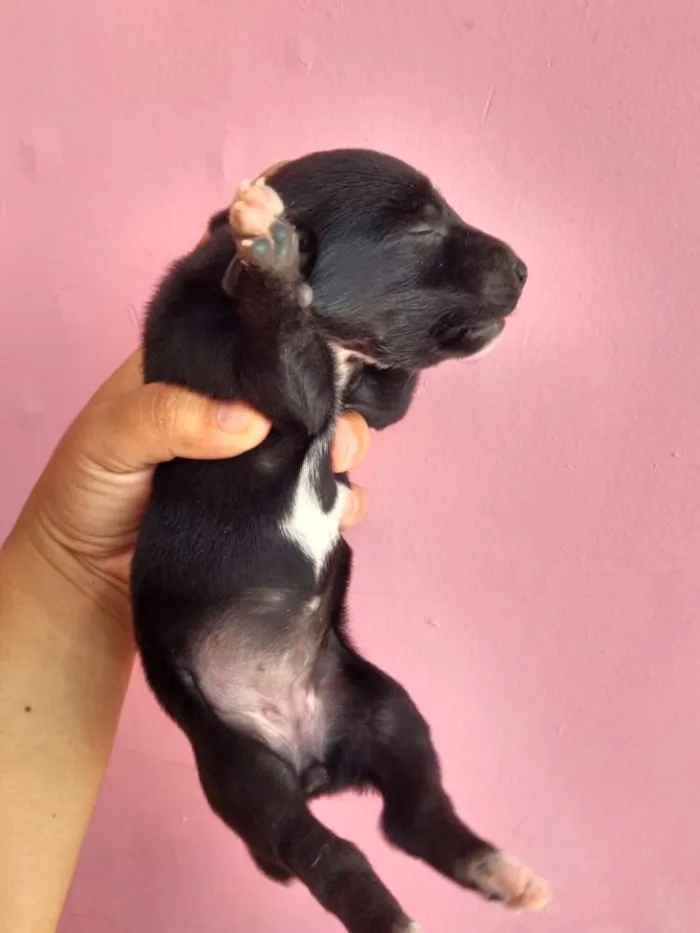 Cachorro ra a Basset com SRD idade Abaixo de 2 meses nome Filhotinhos