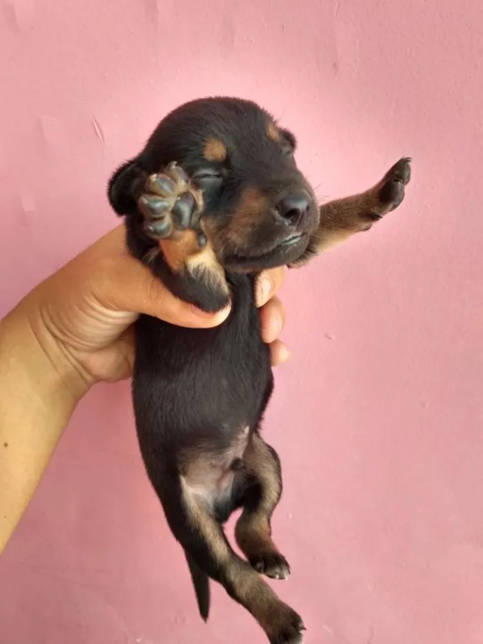 Cachorro ra a Basset com SRD idade Abaixo de 2 meses nome Filhotinhos