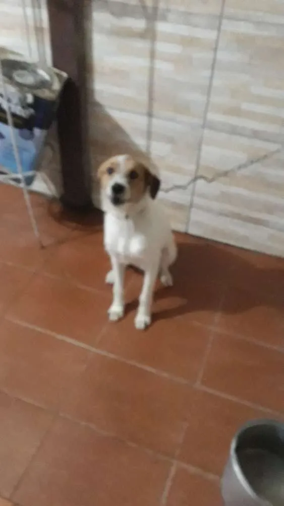 Cachorro ra a Vira lata idade 7 a 11 meses nome Melissa e Toto