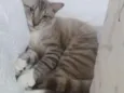 Neo