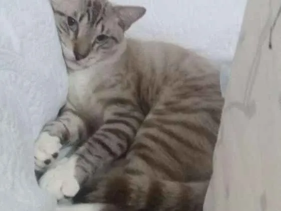 Gato raça Não definida  idade 1 ano nome Neo