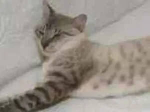 Gato raça Não definida  idade 1 ano nome Neo