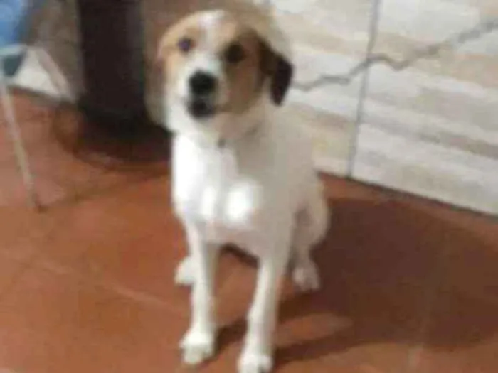 Cachorro ra a Vira lata idade 7 a 11 meses nome Melissa e Toto