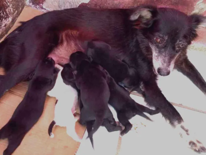 Cachorro ra a Basset com SRD idade Abaixo de 2 meses nome Filhotinhos