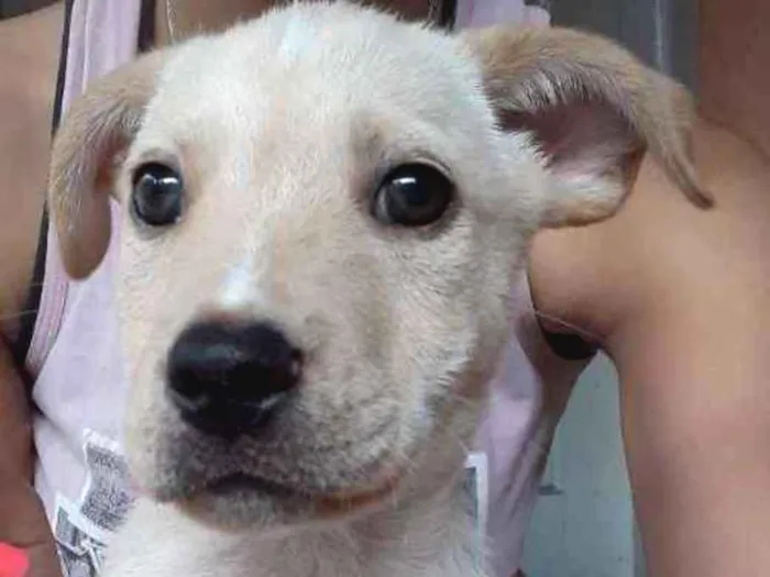 Cachorro ra a Vira lata idade 2 a 6 meses nome Luna