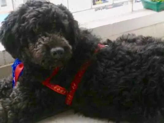 Cachorro ra a Mix Poodle  idade 3 anos nome Bilú