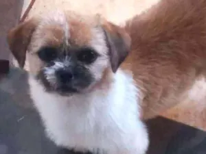 Cachorro raça Shitzu idade 2 a 6 meses nome Tayla