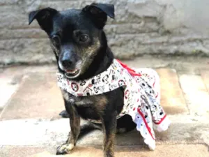 Cachorro raça Srd idade  nome Lia