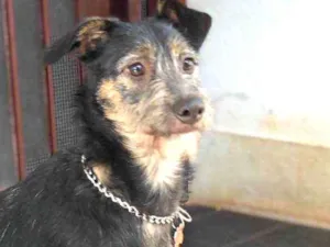 Cachorro raça Srd idade  nome Lennon