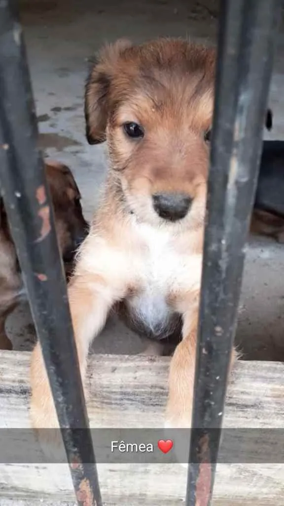 Cachorro ra a RND idade Abaixo de 2 meses nome Filhotinhos