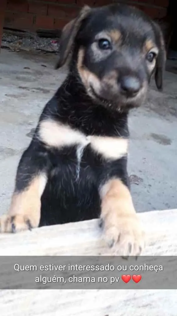 Cachorro ra a RND idade Abaixo de 2 meses nome Filhotinhos