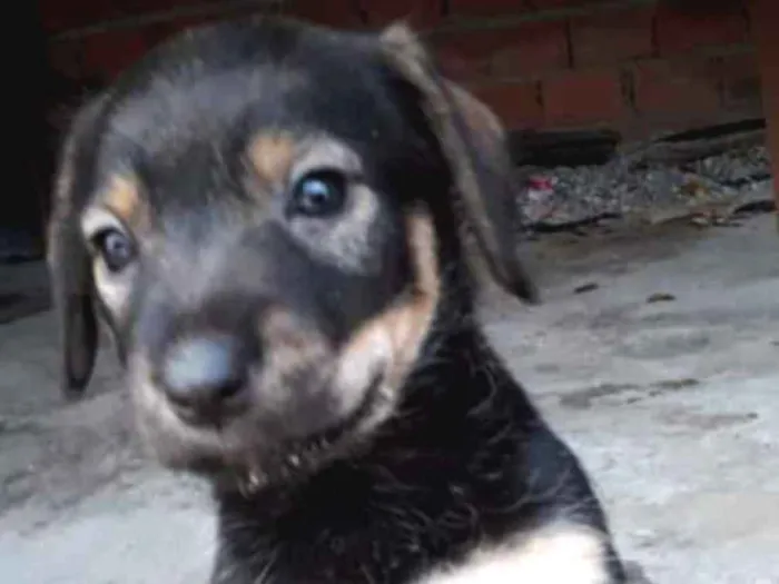Cachorro ra a RND idade Abaixo de 2 meses nome Filhotinhos
