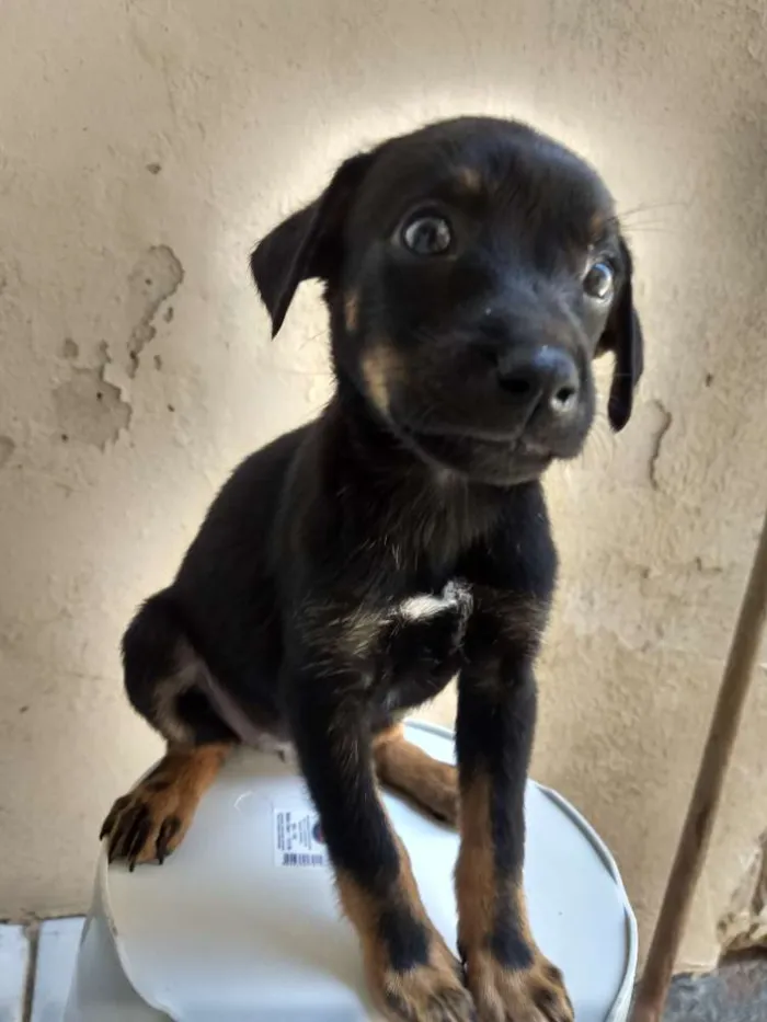Cachorro ra a Sem raça definida idade Abaixo de 2 meses nome Sem nome