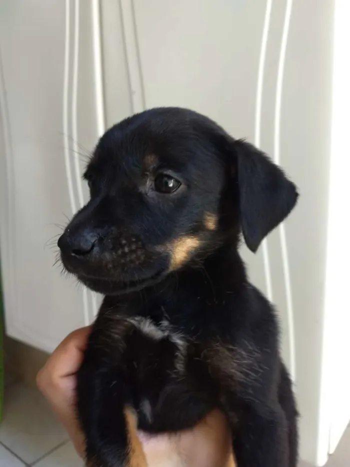 Cachorro ra a Sem raça definida idade Abaixo de 2 meses nome Sem nome