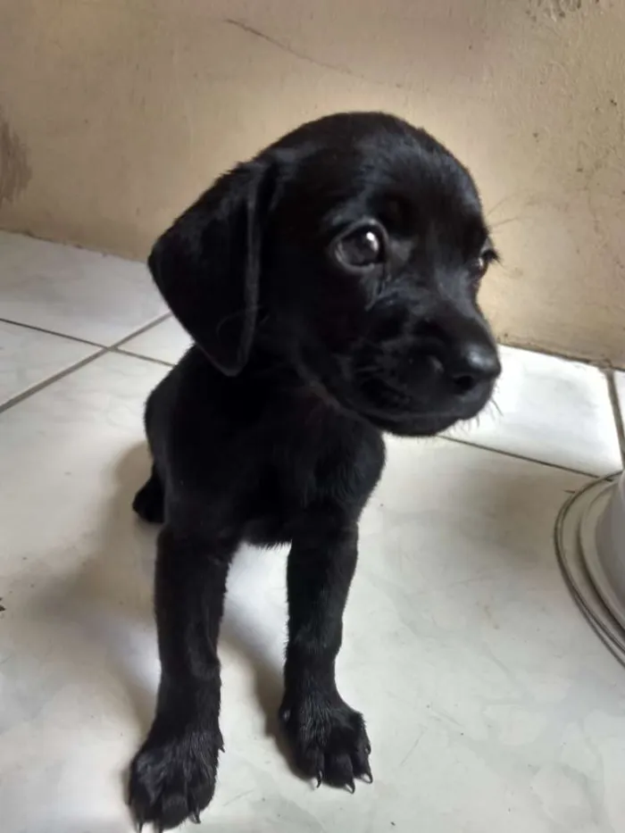 Cachorro ra a Sem raça definida idade Abaixo de 2 meses nome Sem nome