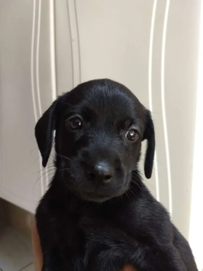 Cachorro ra a Sem raça definida idade Abaixo de 2 meses nome Sem nome