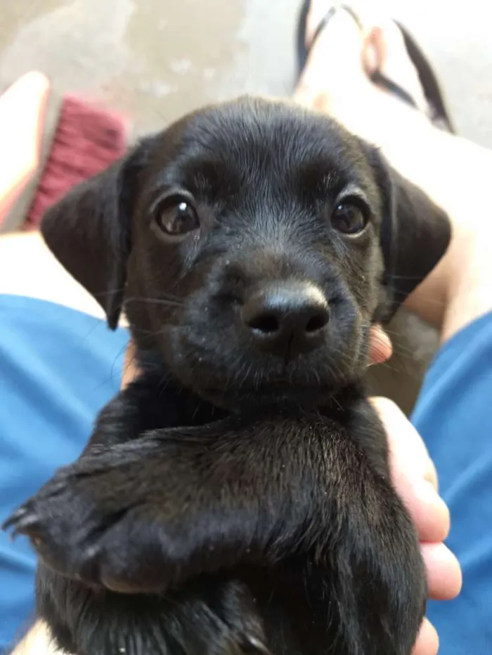 Cachorro ra a Sem raça definida idade Abaixo de 2 meses nome Sem nome