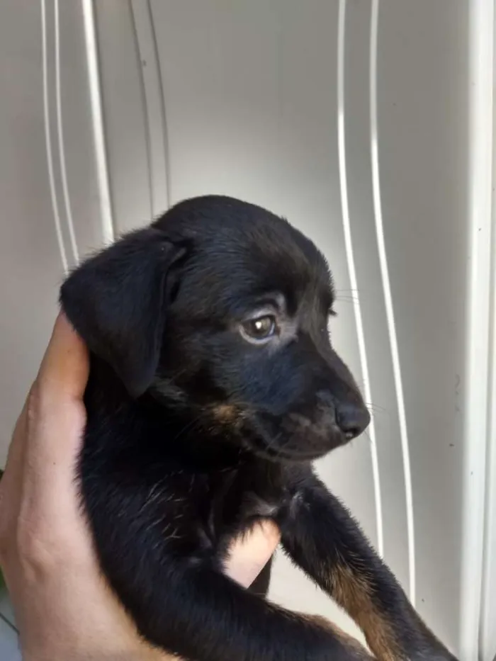 Cachorro ra a Sem raça definida idade Abaixo de 2 meses nome Sem nome