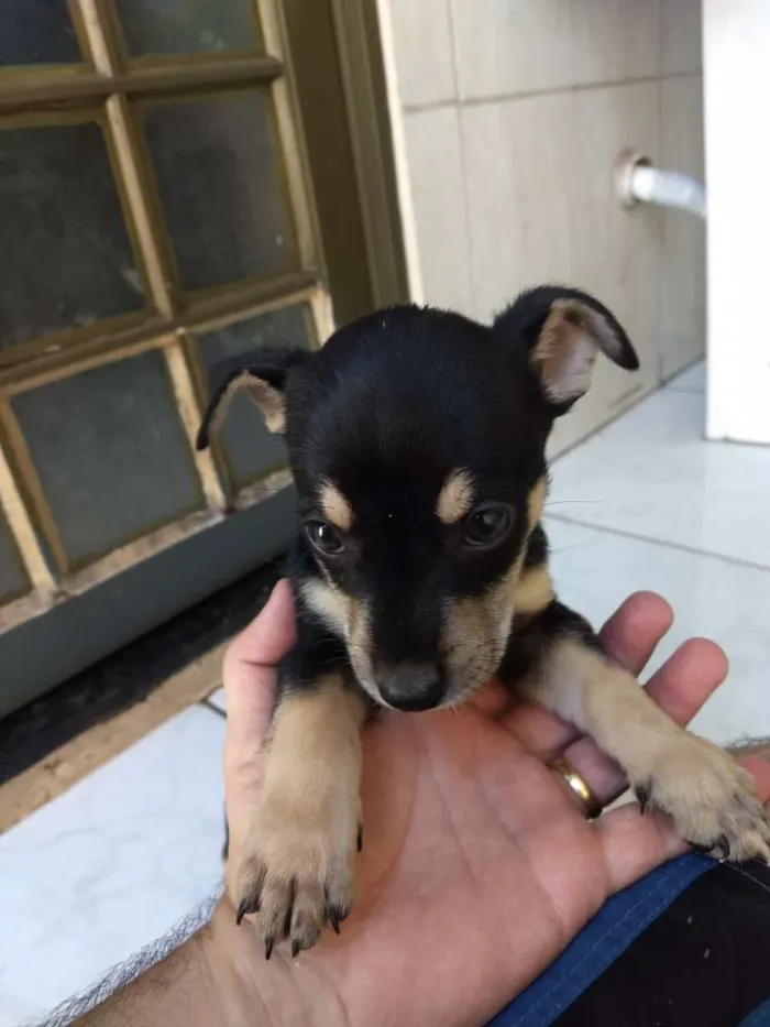 Cachorro ra a Sem raça definida idade Abaixo de 2 meses nome Sem nome