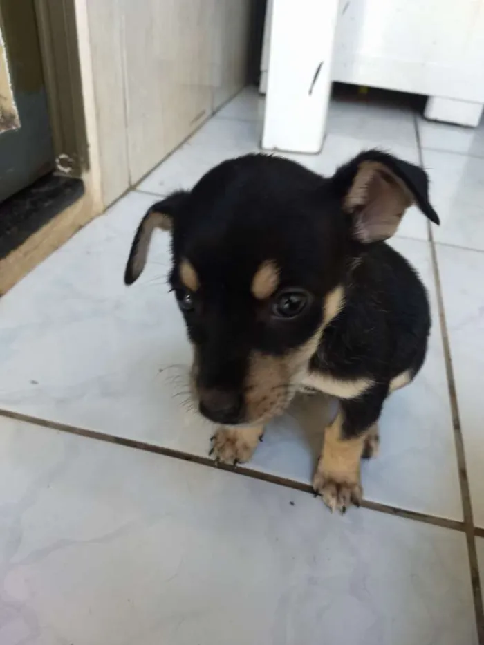 Cachorro ra a Sem raça definida idade Abaixo de 2 meses nome Sem nome