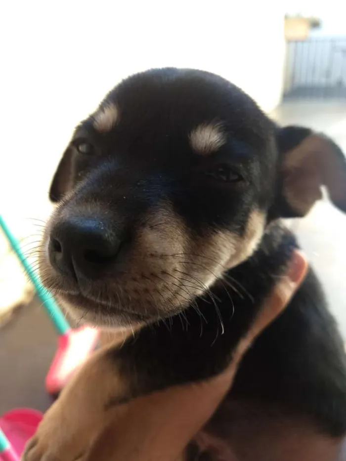 Cachorro ra a Sem raça definida idade Abaixo de 2 meses nome Sem nome