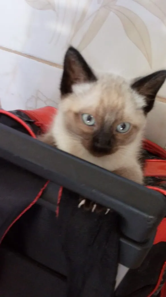 Gato raça Sem raça idade 2 a 6 meses nome Sem nome