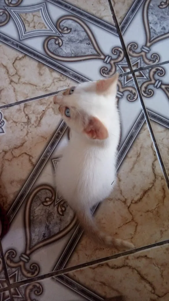 Gato raça Sem raça idade 2 a 6 meses nome Sem nome